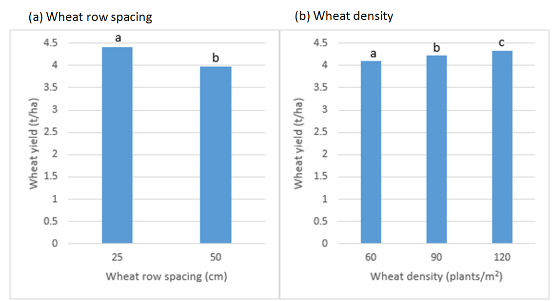 Figure 11 is a set of column graphs (a) and (b) which show wheat yield (t/ha) as influenced by (a) wheat row spacing (cm) and (b) wheat density (plants/m2). Bars with a different letter within each graph are significant at the 5% significance level.