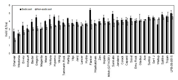 This is a column graph showing the genotype mean yields of 36 wheat lines at the non-sodic and the sodic site in 2015