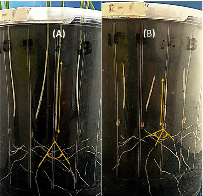 This is a set of two photos showing the maximum coleoptile length and seminal root angles of wheat genotypes. 