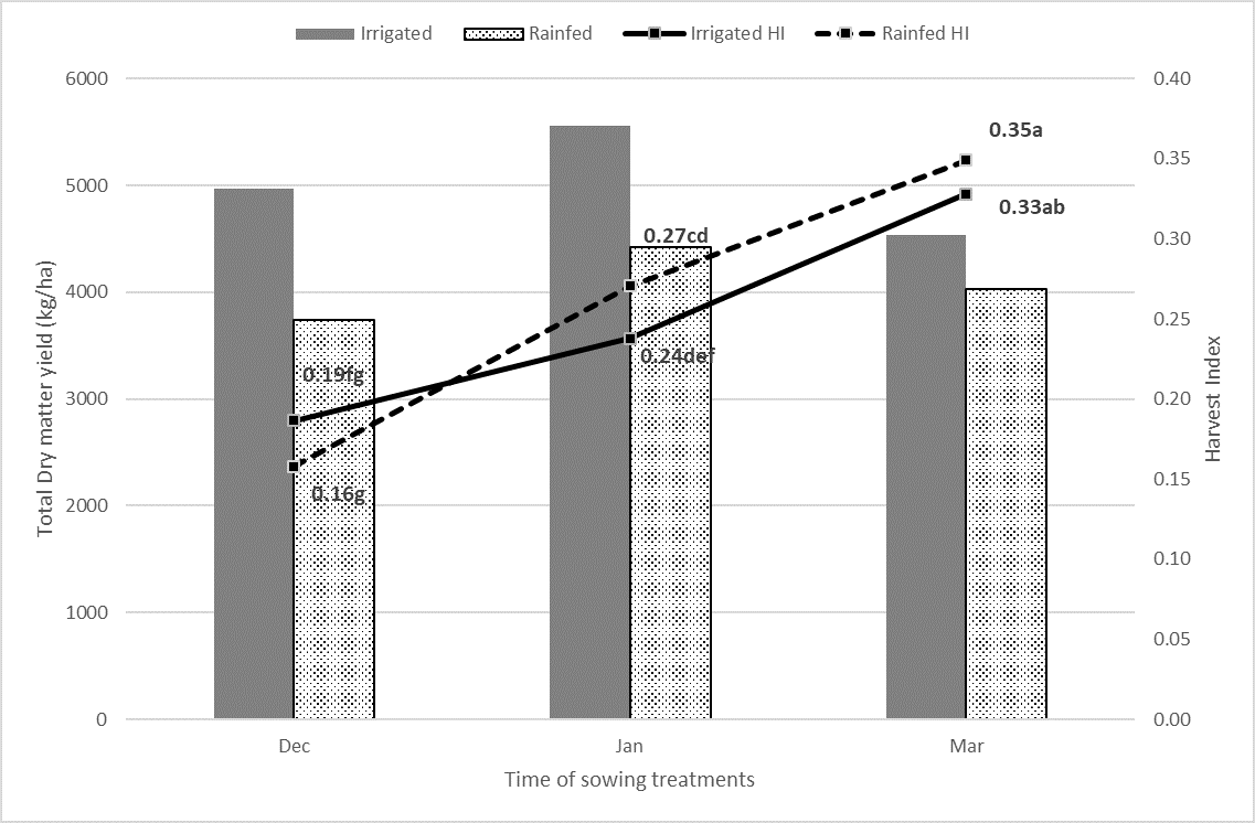 This column and line graph shows the comparison of total dry matter production and harvest index across TOS treatments split between irrigated and dryland conditions. Means with the same letters are not significantly different at the P=5% level (LSD=0.05247).