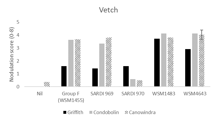 The column graph shows the average nodulation score of 15 vetch plants at Griffith, Condobolin and Canowindra where seed was inoculated with peat slurry containing a no rhizobia (nil), the current Group F strain, or one of four experimental strains. A score of 4 is considered adequate under the system developed by Yates et al. (2016).