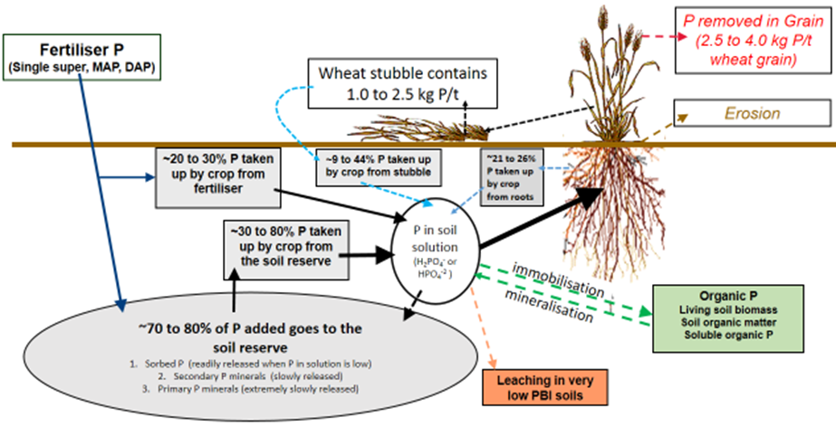 This diagram shows the soil phosphorus cycling in winter cropping systems.