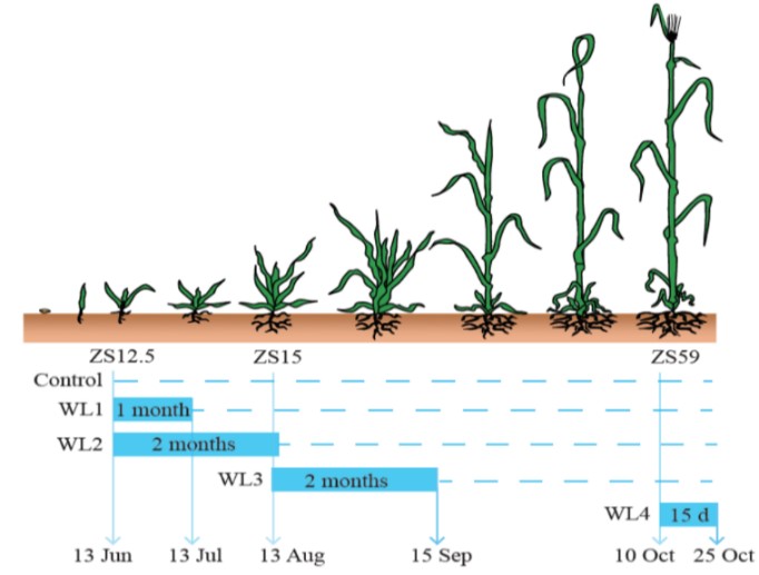 Diagram indicating the four waterlogging treatments with start and end dates relative to Zadoks growth scale