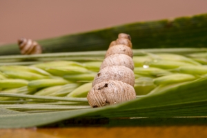 image of Small pointed snail 