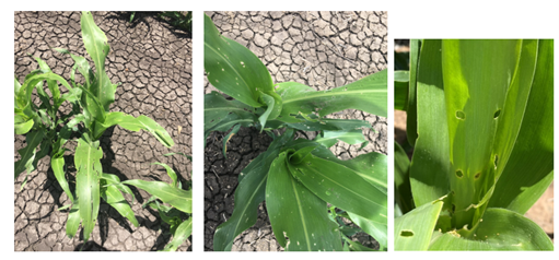 These images show how Helicoverpa damage to sorghum tends to be minor windowing evident in expanded leaves. The whorl is largely unaffected. Photos: Rory Kerlin.  (Right) Shotgun holes in leaves, typical of helicoverpa damage.