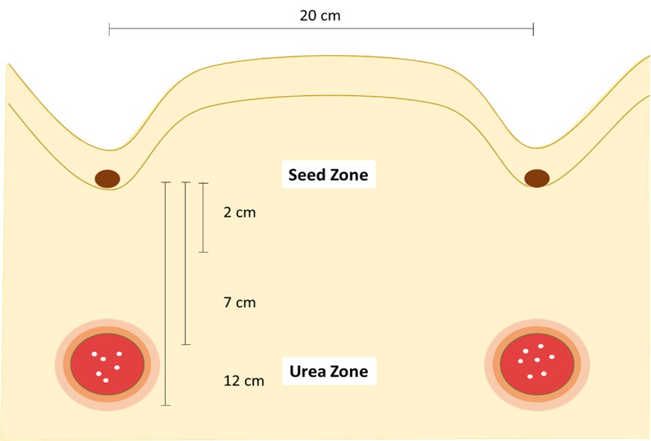 Figure 1. Visual representation of urea deep banded below the seed zone at 2, 7 and 12cm depths. The big circles represent the slow-release band of urea.