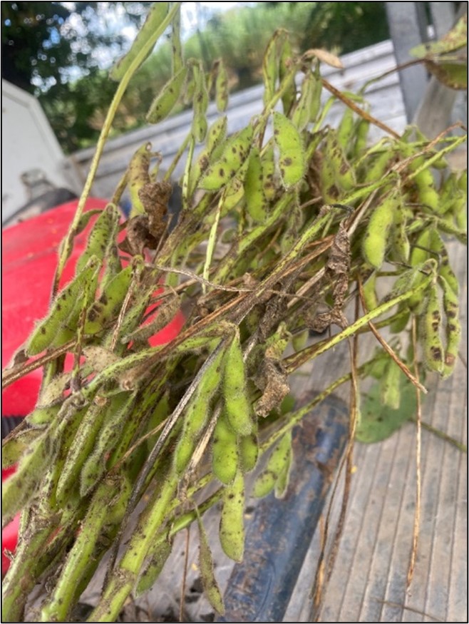 Photograph of pod and stem lesions on soybean plant infected with anthracnose