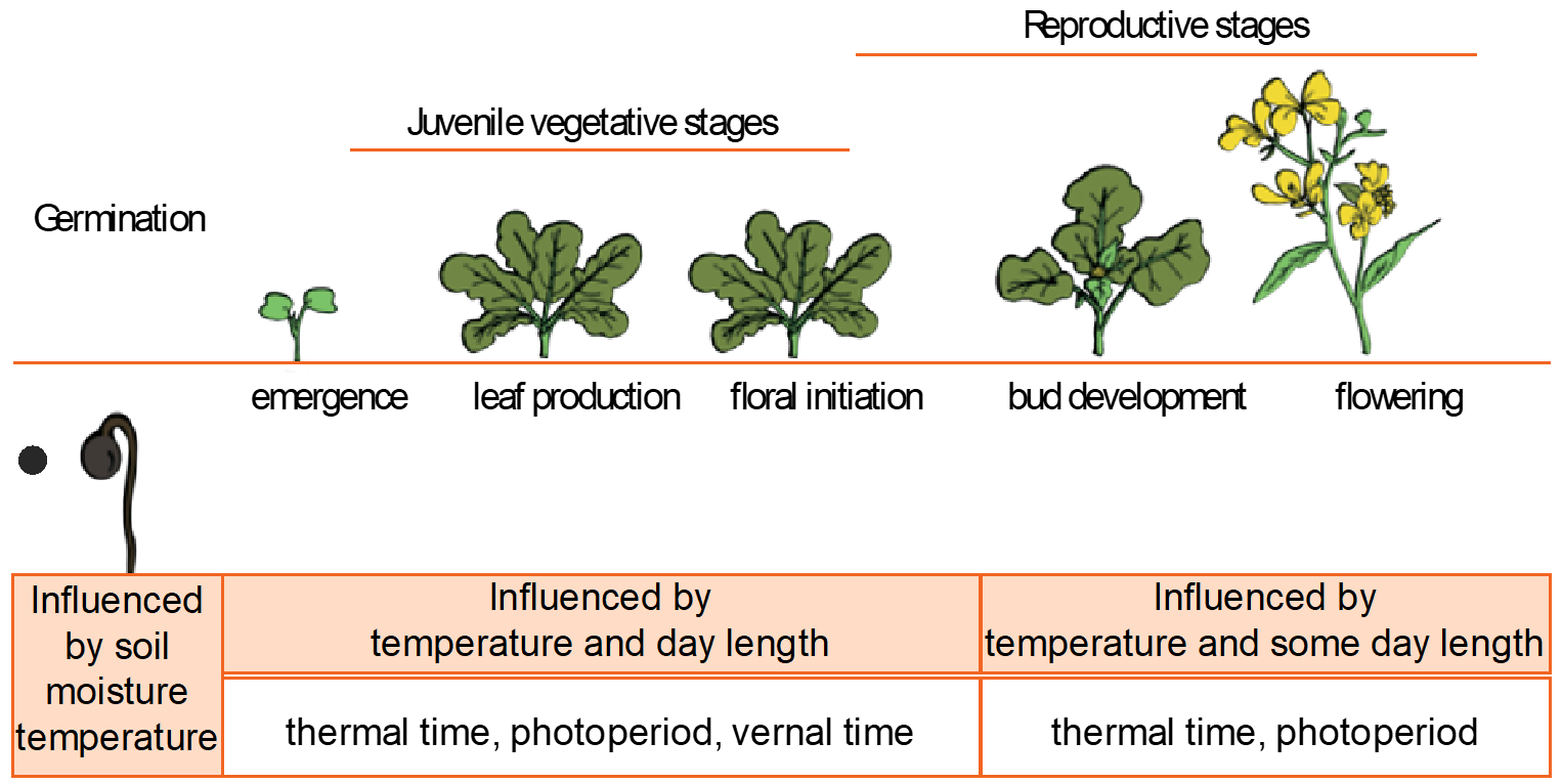Diagram showing the growth stages for canola and the dominant environmental signals that influence  growth in each stage.