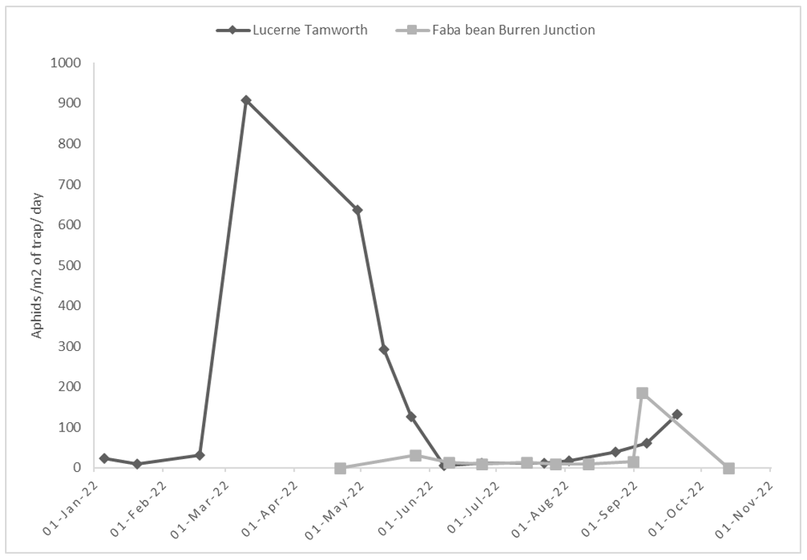 Line graph showing aphid numbers on yellow sticky traps in lucerne and faba bean in 2022.