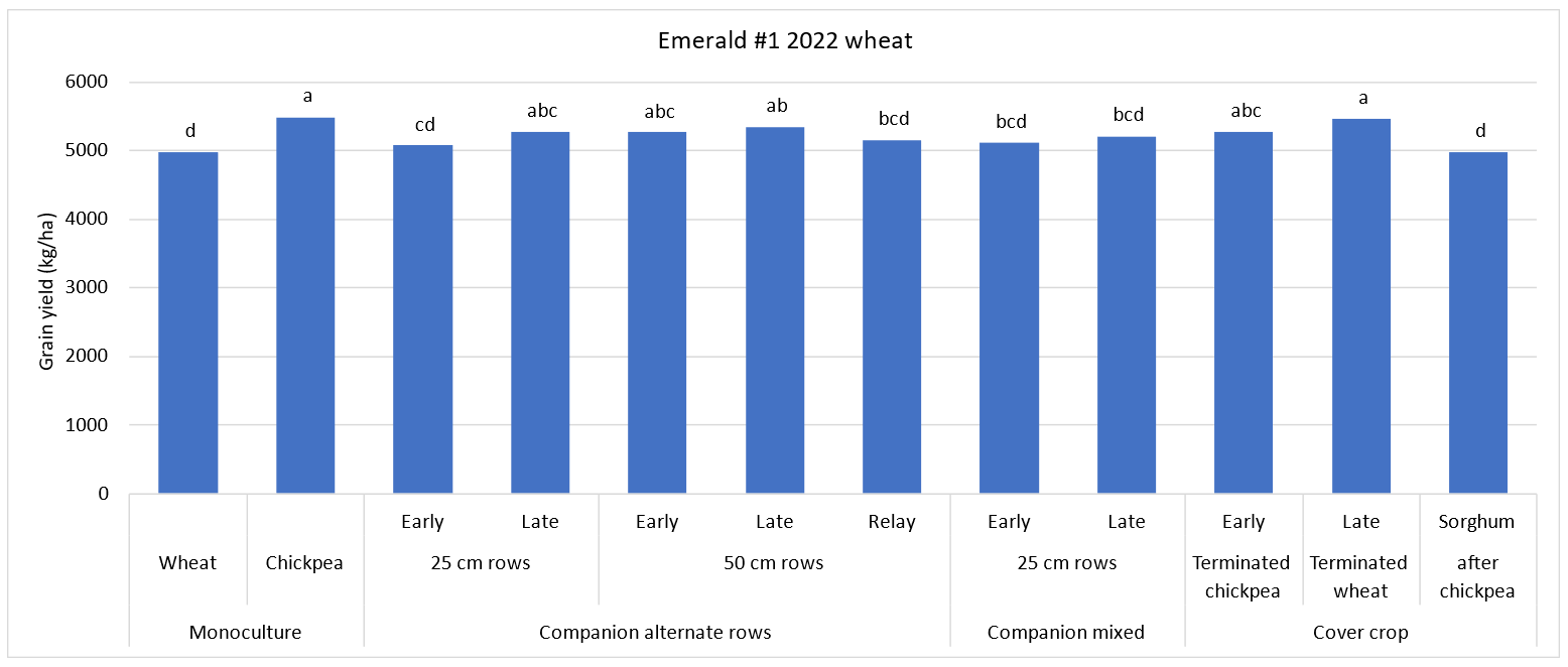 Column graph showing the wheat yield in 2022 at Emerald after having grown monocultures, companion crops or cover crops in 2021. Letters show significant differences at p = 0.05. Treatments that share a letter are not significantly different.