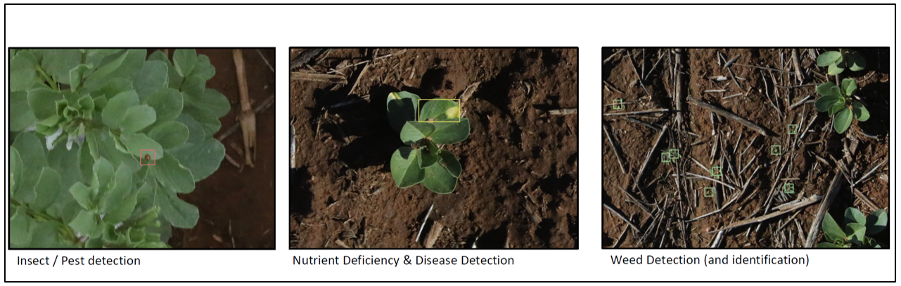 Images showing StevTech examples of early warning for pest, disease, nutrient deficiency and weeds using machine learning and image recognition techniques.