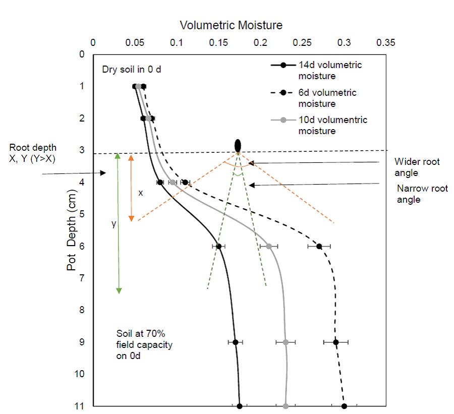 This is a line graph showing the volumetric moisture content of strong crust pods at three different times and a hypothetical presentation of root angles in the soil profile. In Experiment 2, the volumetric moisture content was similar throughout the profile at the beginning of the experiment from 3-11 cm depth (70% bulk density; 1 day). After sowing, the seed was covered with 0-3 cm depth of dry soil. After rainfall simulation, the pots were brought to field capacity. However, when drying started, the top soil formed a crust and dried more quickly than the soil at lower depth. As a result, soils below 5.5 cm had higher moisture content on day 6 and day 14.