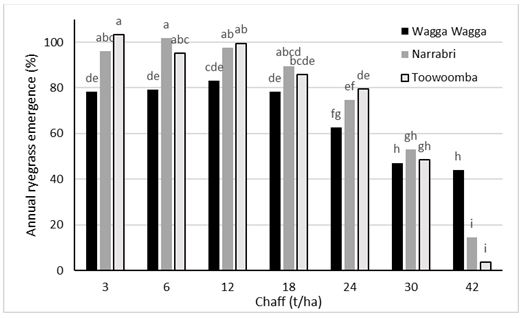 This is a column graph showing the influence of increasing amounts of wheat chaff on the emergence of annual ryegrass in pot trials conducted at three locations. Regardless of location there were no differences (P>0.05) in annual ryegrass emergence for chaff treatments between 3 and 18 t/ha (Figure 1).