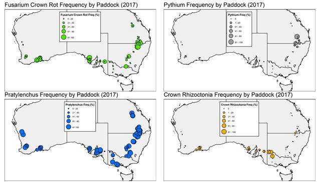 This is a set of four maps showing the frequency of occurrence (% plants showing the disease) of individual diseases in each field/paddock for major diseases during 2017 crop season. Diseases such as Fusarium, take-all and Bipolaris root rot and root lesion nematodes were observed in multiple regions, whereas Rhizoctonia root rot was seen in southern and western regions only (Figure 3 and Figure 4). 