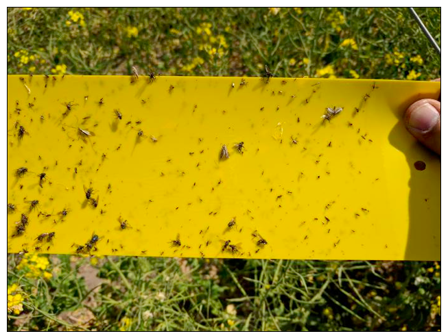 Image of stickie tape used to collect flying insects