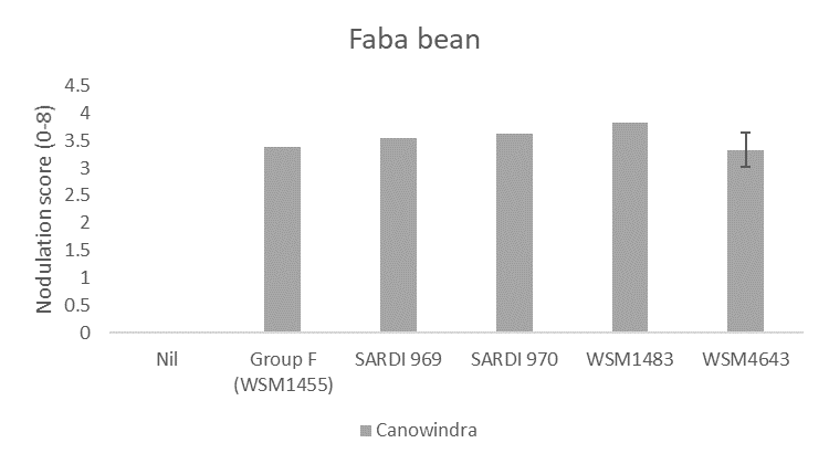 This column graph shows the average nodulation score of 15 faba bean plants at Canowindra where seed was inoculated with peat slurry containing a no rhizobia (nil), the current Group F strain, or one of four experimental strains. A score of 4 is considered adequate under the system developed by Yates et al. (2016).