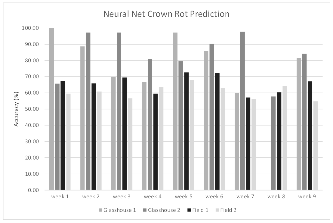 This column graph shows the average classification accuracies of crown rot detection (+ or -) of an optimised artificial neural network for nine weeks, from three weeks post inoculation.