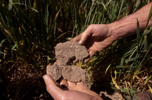 image of soil sampling