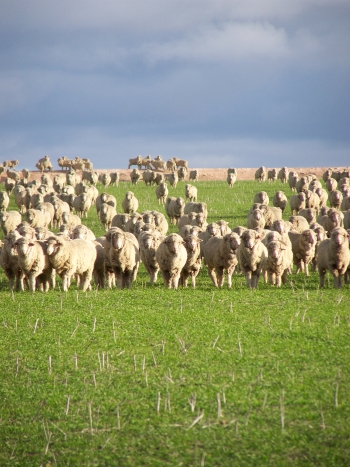 image of grazing management