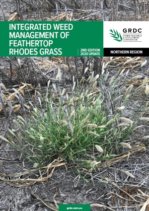 image of Feathertop Rhodes Grass