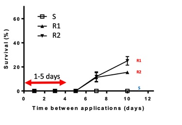 Double knock timing and its effect on ryegrass survival rate. Glyphosate applied onto a susceptible (S) and two glyphosate resistant ryegrass biotypes (R1 and R2) followed by paraquat 1, 3, 5, 7 and 10 days after application (DAA). (Source: Trial work conducted by Dr Christopher Preston (The University of Adelaide)).