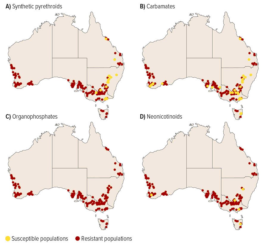 Figure 5. Maps of Australia showing the resistance status of populations tested for resistance to synthetic pyrethroids, carbamates, organophosphates and neonicotinoids. The darker coloured dots represent resistant populations while the lighter coloured represent susceptible populations. (Image credit: Noakes 2020).