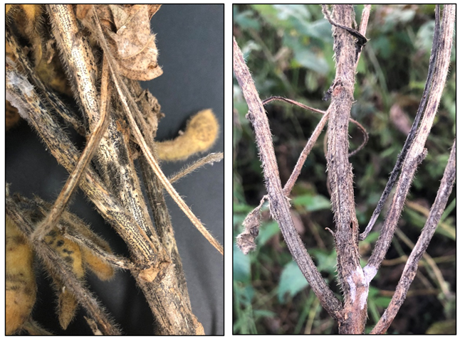 Photographs showing (a) advanced symptoms of pod and stem blight (on left) with small black fungal fruiting bodies arranged in rows on the stem of an infected plant and (b) plants with anthracnose (on right) have small black fungal fruiting bodies scattered randomly over the surface of infected stems