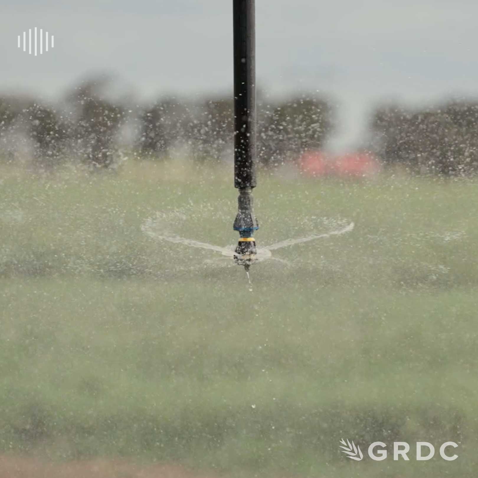 Grower insights on grazing crops under irrigation
