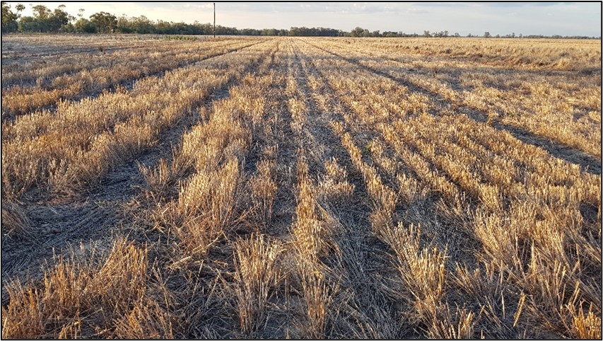 Photograph of stubble height treatments in Crooble April 2021.