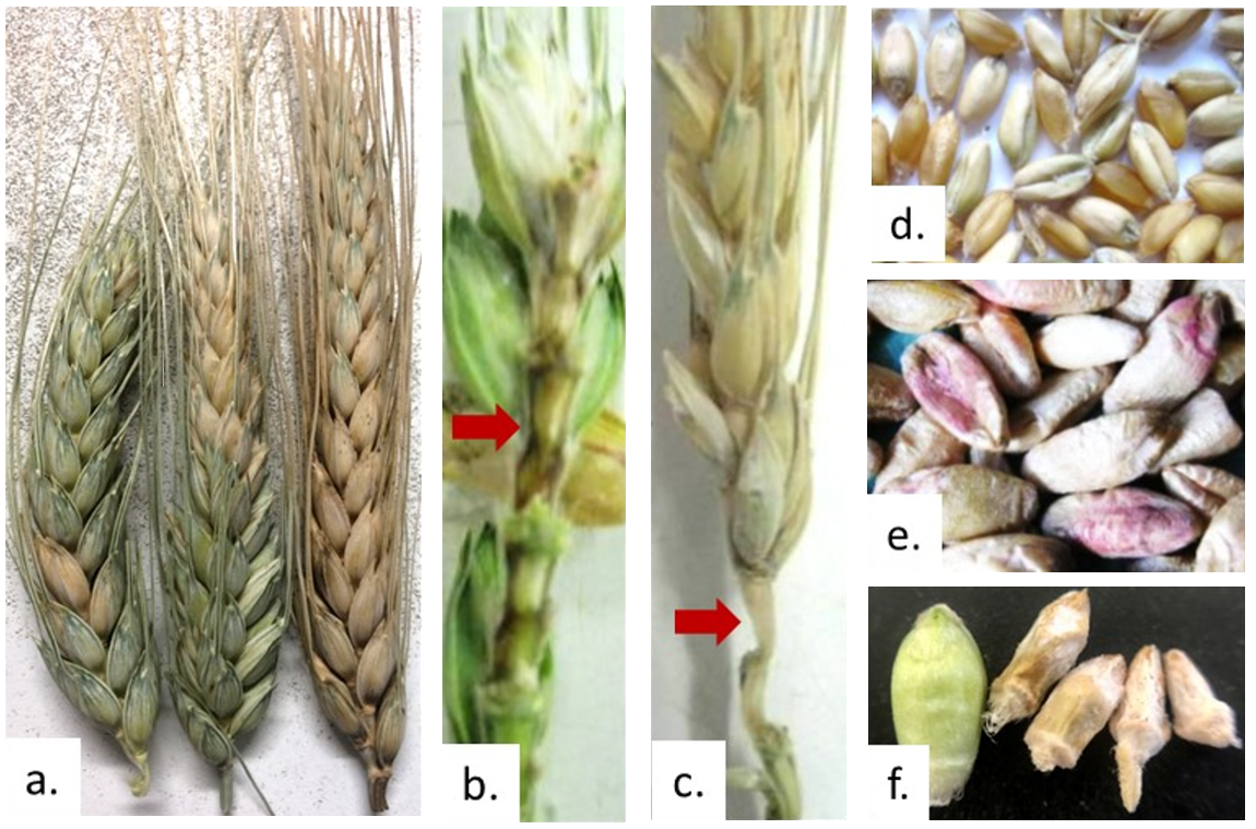 Images showing the correct diagnosis of Fusarium head blight and white grain disorder.