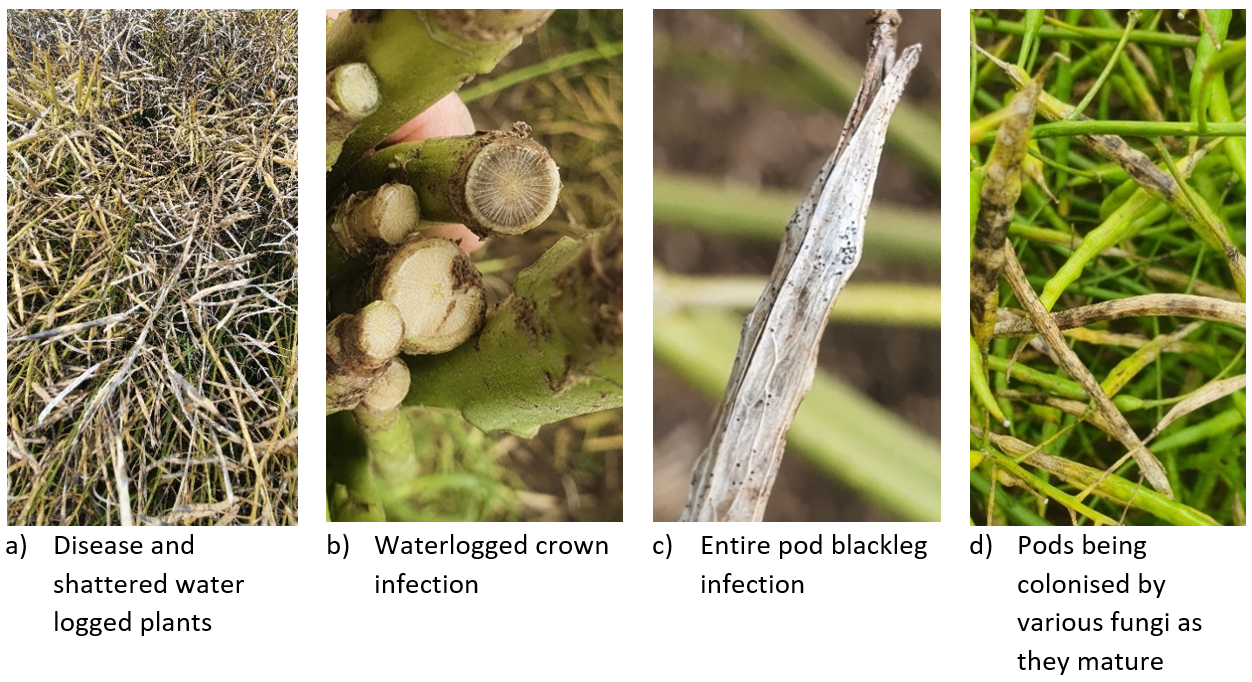 Images of blackleg infection (a,b &c) and (d), a range of diseases as pods mature.