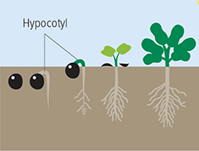 The picture schematic of early growth stages of canola seed with hypocotyl indicated. Image adapted from GRDC GroundCover 