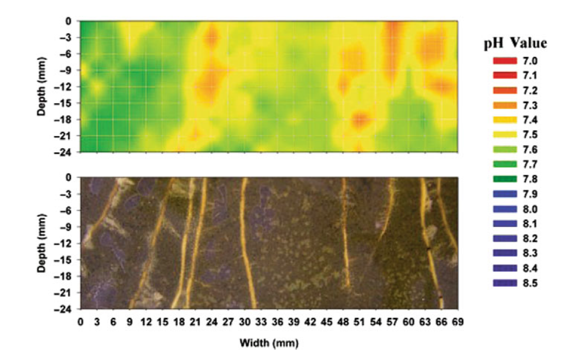 Figure 4 is an image of the acidification pattern developing around roots using pH optodes (reproduced from Blossfield and Gansert 2007).