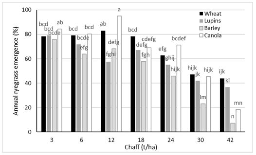 This is a column graph showing the influence of increasing amounts of wheat, barley, lupin and canola chaff on the emergence of annual ryegrass in pot trials conducted at Wagga Wagga, NSW. When these four chaff types were compared in a single study at Wagga Wagga, there was generally lower annual ryegrass emergence through barley chaff, however these values were only significantly lower (P<0.05) at the highest chaff rates (30 and 42 t/ha) (Figure 2).