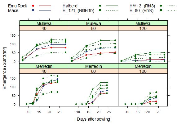 This is a series of six graphs showing patterns of emergence of wheat genotypes with different dwarfing genes sown at target depths of 40, 80, or 120 mm at Mullewa and Merredin in 2016 (after French et al. 2017). Field studies have commenced on these Halberd-based dwarfing gene lines and show that lines containing these genes produced coleoptiles of equivalent length to Halberd (up to 135mm in length; Figure 2) and established well when sown at 100mm depth in deep sowing experiments conducted at Mullewa and Merredin in 2016 (Figure. 3).