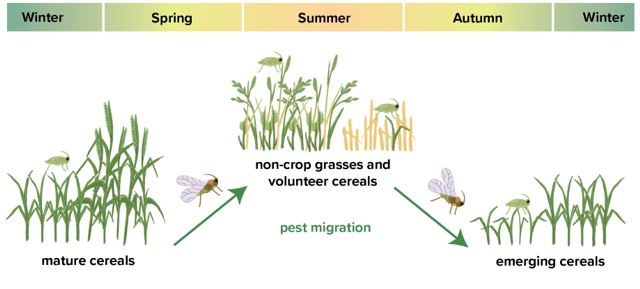 Figure 1. Schematic diagram of the importance of available non-crops grass hosts and volunteer cereals over summer for pest populations to persist, build-up and colonise establishing crops in autumn.