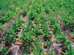 image of low nitrogen in canola