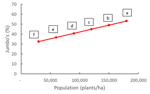 This line graph shows the population effect on Jumbo grade peanuts for variety ‘Kairi’ in the second field trial. Data points with the same letter are not statistically different (P=0.05)