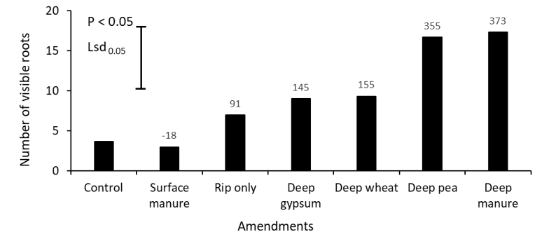 Column graphs showing the mean effect of surface or deep-placed amendments on the number of visible roots at 30cm at late flowering of canola (cv. Pioneer 45Y91CL) grown in alkaline dispersive subsoil at Rand, SNSW in 2019. Values on the top of each bar represents the percent change of visible roots compared to control.