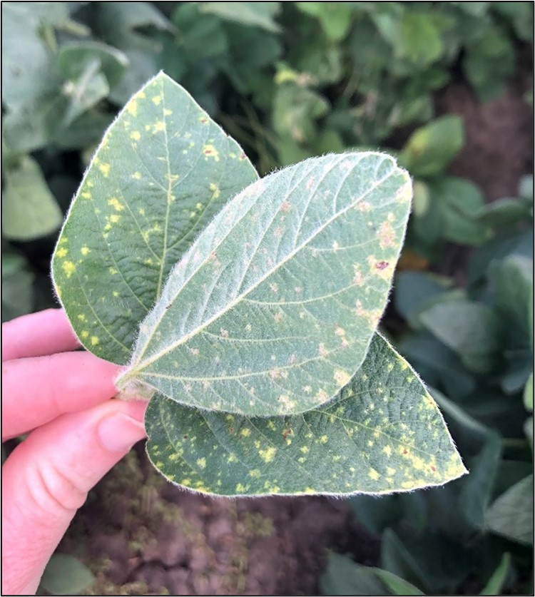 Photograph of light green to yellow spots on the upper surface of a soybean leaf with symptoms of downy mildew