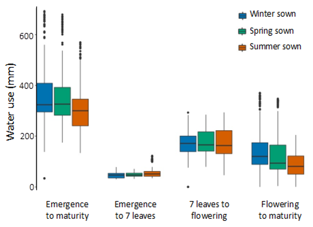 Box and whisker plots showing modelled crop water use (mm) for three times of sowing (winter, spring, and summer) from crop emergence to maturity, emergence to 7 leaves (or floral initiation), 7 leaves to flowering, and flowering to maturity