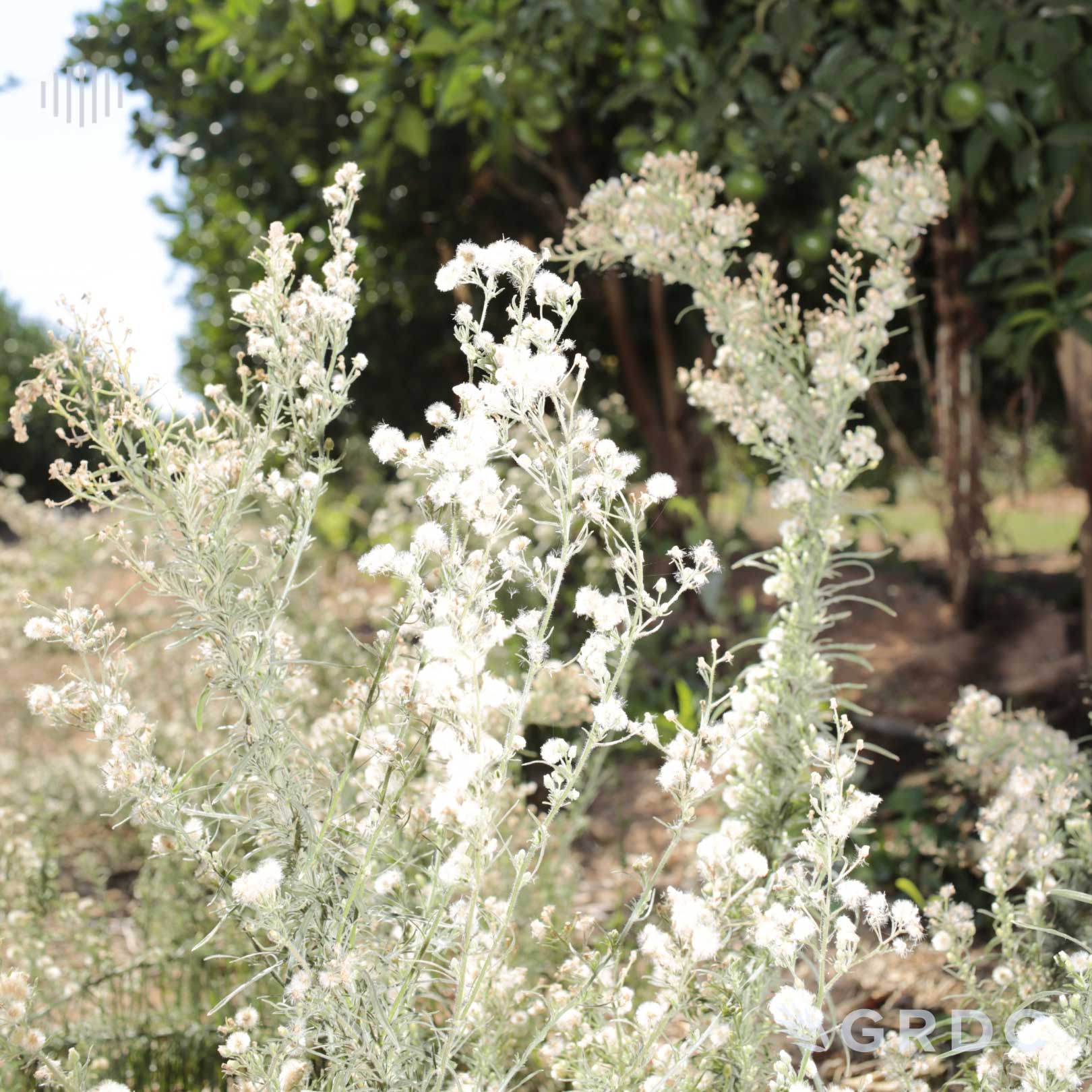 Area wide management for cropping systems weeds