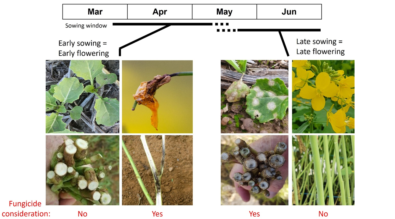 Images and diagram displaying: sowing time, and therefore flowering time determines whether you will be needing to control crown canker blackleg or upper canopy infection blackleg.