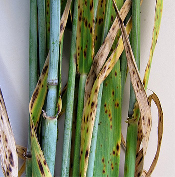 Paddock Practices: Variety selection key to controlling SFNB in low-rainfall barley