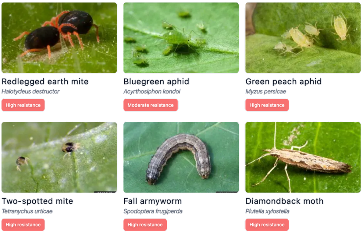Image of an illustrative example in which pyrethroid pesticide (Group 3A) resistance information is retrieved for pests of Australian grains to help users understand which pest species have resistance to a particular class of chemical in Australia.