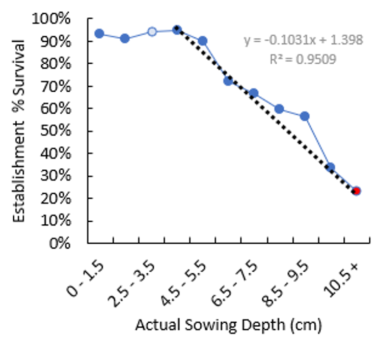 Relationship between seedling sowing depth and establishment survival from 5 April sowing at Wynarka sandy soil under optimal seedbed moisture conditions.