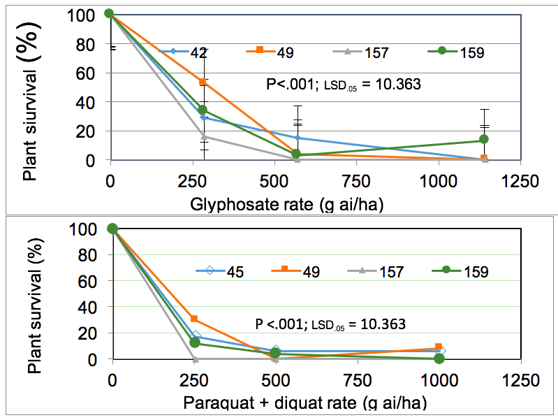 Line graph of plant survival of feathertop Rhodes grass at different glyphosate rates and Paraquat rates