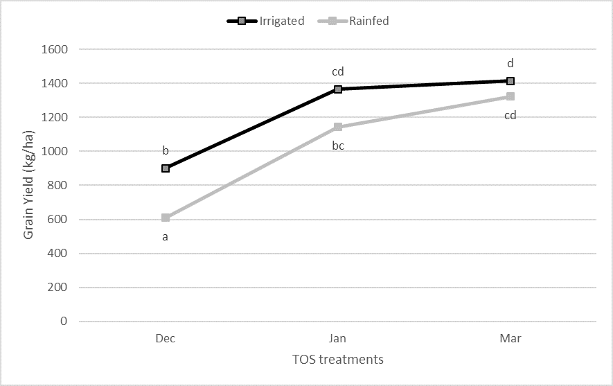 This line graph shows the comparison of mean grain yields for irrigated and rainfed treatments across three times of sowing (TOS). Means with the same letters are not significantly different at the P=5% level (LSD = 258.9).