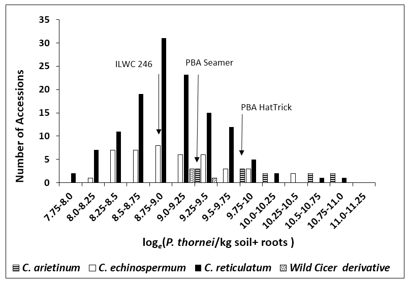 This column graph is the distribution of accessions showing the spread of resistance to P. thornei for domesticated chickpea cultivars (C. arietinum) and wild chickpea accessions (C. echinospermum & C. reticulatum). Results are expressed in log e (P. thornei / kg soil) from combined analysis of two experiments where accessions were tested twice. Accessions left of PBA Seamer have lower values and therefore higher resistance to P. thornei than domestic cultivars. ( Source from Reen et al 2019).