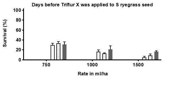 This column graph with error bars shows the percent survival of a herbicide susceptible ryegrass biotype measured 4 weeks after treatment. Three rates of Triflur X, Boxer Gold and Sakura were applied in pots. Product rates (mL/ha) are shown in the x-axis. Herbicides were applied on 13 July 2015 to seed that had been exposed to moisture 0, 3, 5, 7, 10, 12 and 14 days prior. Error bars indicate standard error of the means. No plots shown for Sakura and Boxer Gold as no survival was observed even at the lowest rate. As product is applied direct to seed, rates applied are lower or at the low end of label rates as this equates to robust field rates.